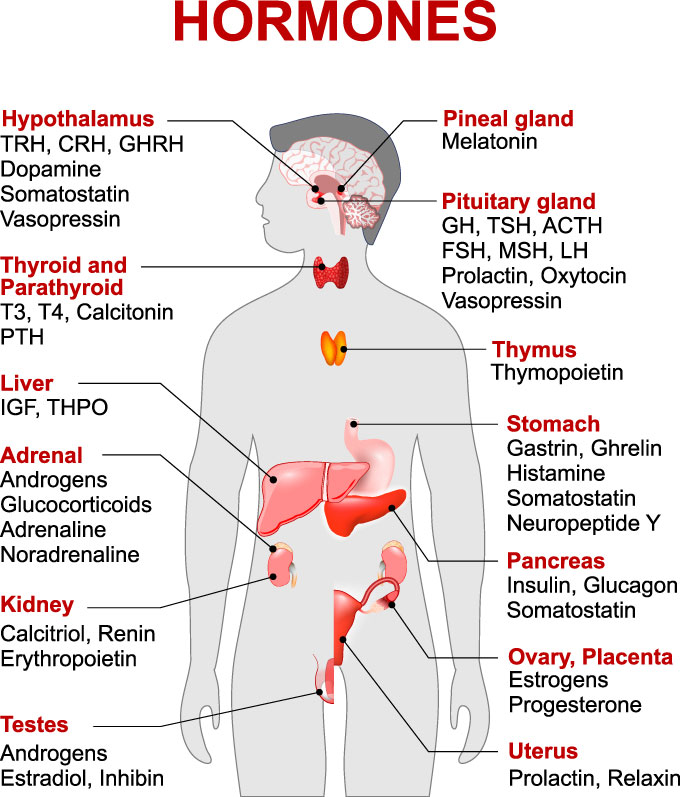 Endocrine System and Hormones