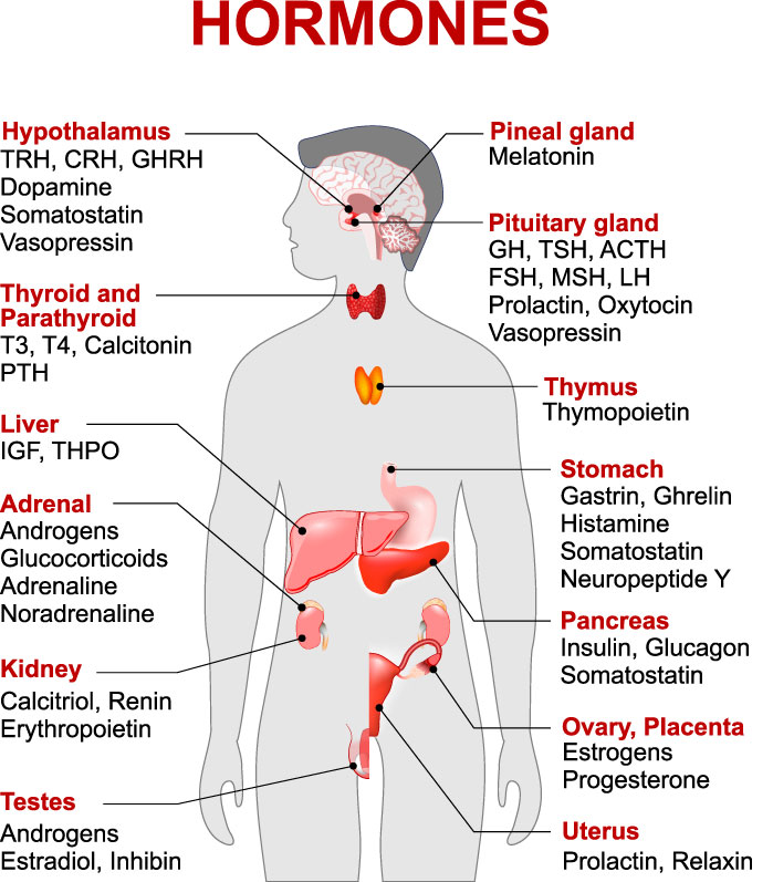 Endocrine System And Hormones